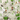 Nidhi Decor White Green Circle Wallpaper Close-Up – Fresh Geometric Pattern India